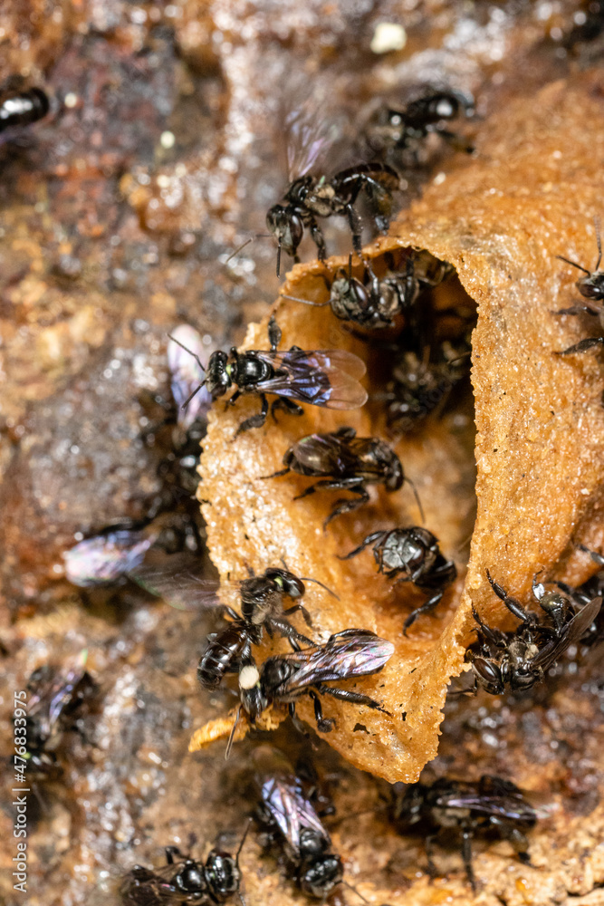 Stingless bees or trigona meliponini hive industry. A colony of stingless bees on beehive. Stingless bees or trigona meliponini hive industry. A colony of stingless bees on beehive.