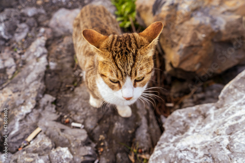 cute kitten cat relaxing on the seasdie photo