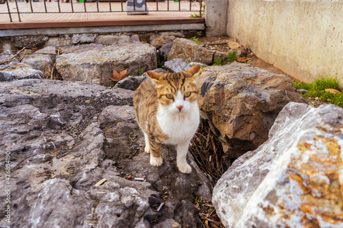 cute kitten cat relaxing on the seasdie photo