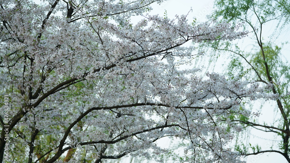 The beautiful cherry flowers blooming in the park in China in spring The beautiful cherry flowers blooming in the park in China in spring