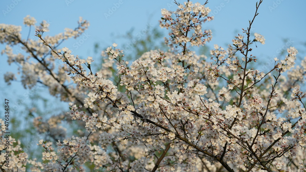 The beautiful cherry flowers blooming in the park in China in spring The beautiful cherry flowers blooming in the park in China in spring