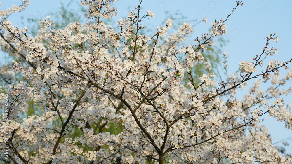 The beautiful cherry flowers blooming in the park in China in spring The beautiful cherry flowers blooming in the park in China in spring