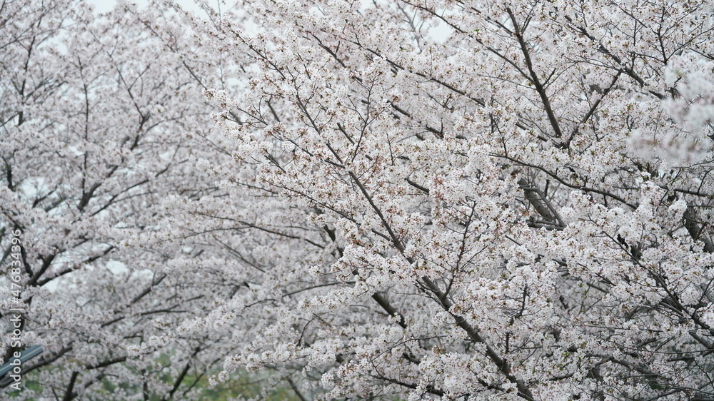 The beautiful cherry flowers blooming in the park in China in spring The beautiful cherry flowers blooming in the park in China in spring