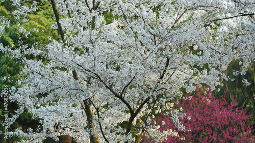 Fototapeta Naklejka Na Ścianę i Meble -  The beautiful cherry flowers blooming in the park in China in spring