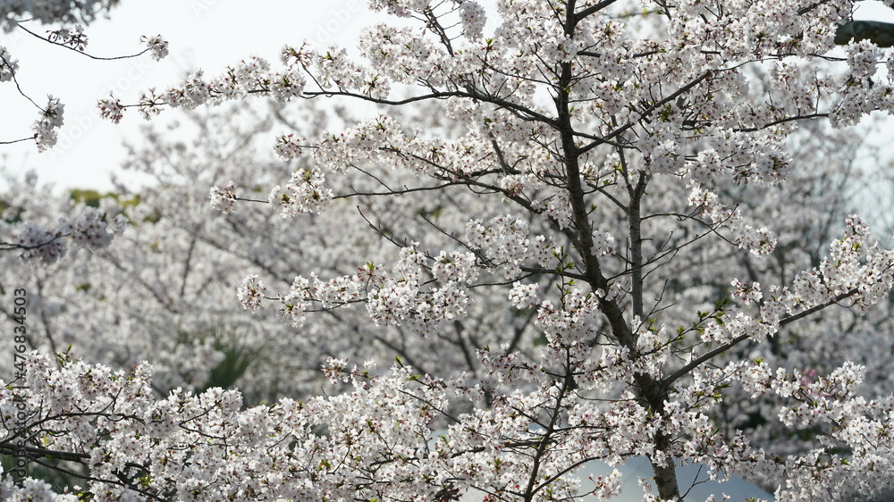 The beautiful cherry flowers blooming in the park in China in spring The beautiful cherry flowers blooming in the park in China in spring