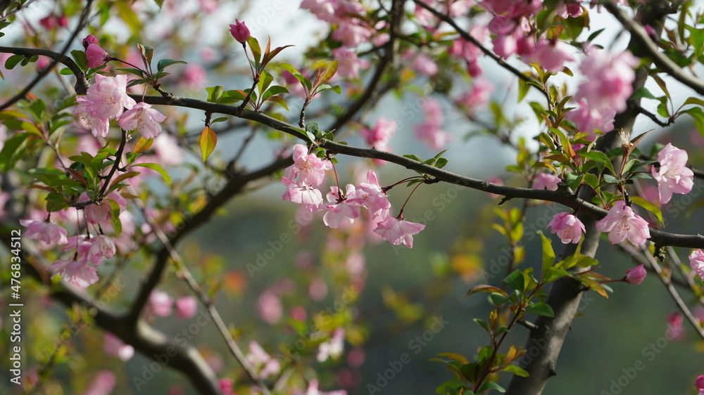 The beautiful cherry flowers blooming in the park in China in spring The beautiful cherry flowers blooming in the park in China in spring
