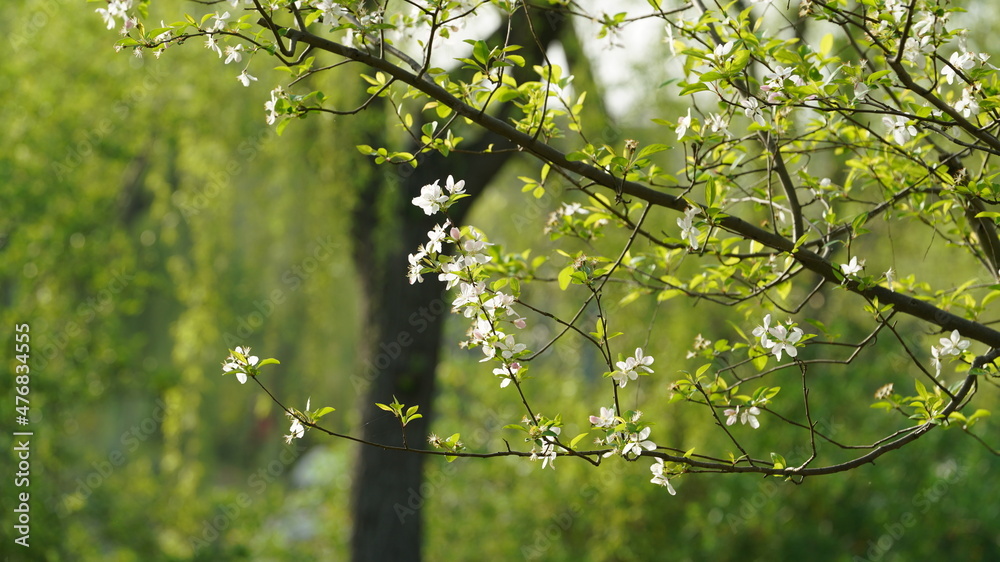 Fototapeta premium The beautiful cherry flowers blooming in the park in China in spring
