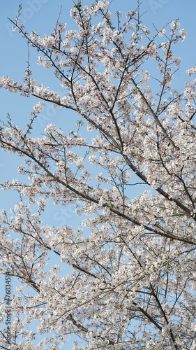 The beautiful cherry flowers blooming in the park in China in spring