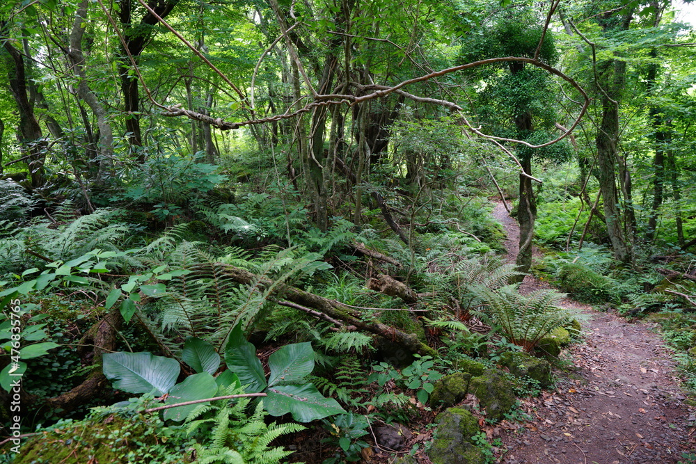 Obraz premium a thick spring forest with fern and mossy rocks