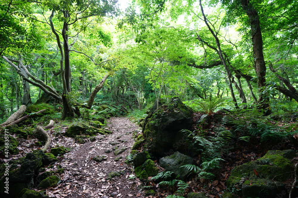 Fototapeta premium fresh green forest in the sunlight