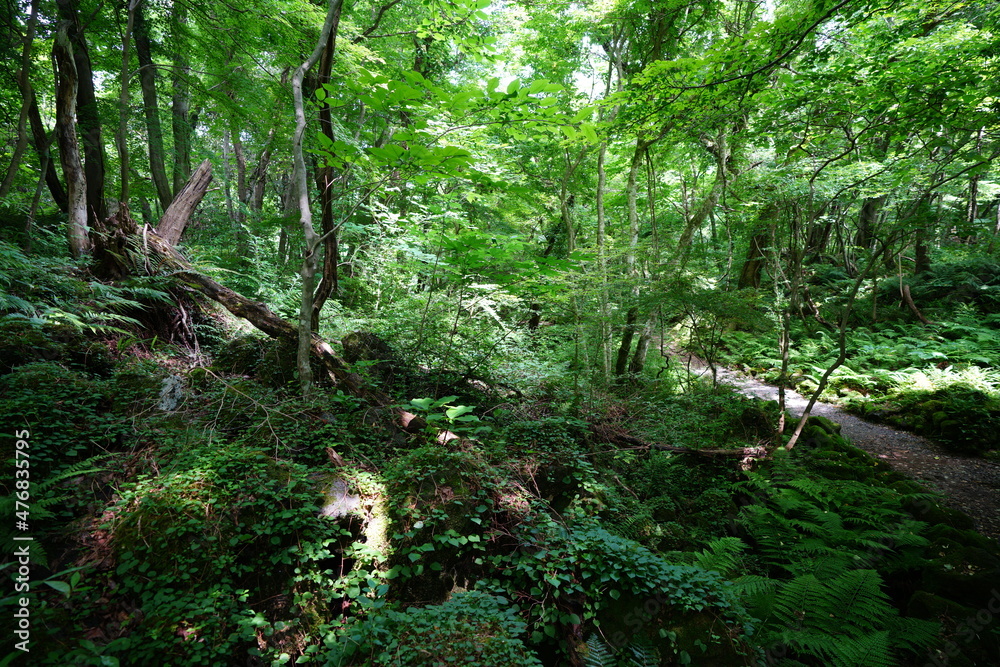 a thick spring forest with fern and mossy rocks a thick spring forest with fern and mossy rocks