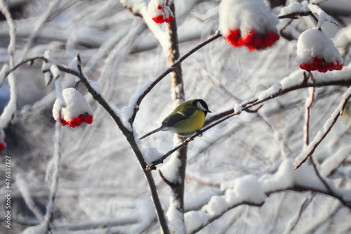 a bird on a winter branch. a yellow tit sits on a bunch of red mountain ash. on a sunny, snowy winter day. a tree in the snow. close-up. park. New Year's card.