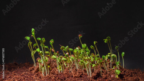 Bild auf Leinwand Photo of radish daikon seed germination in dark