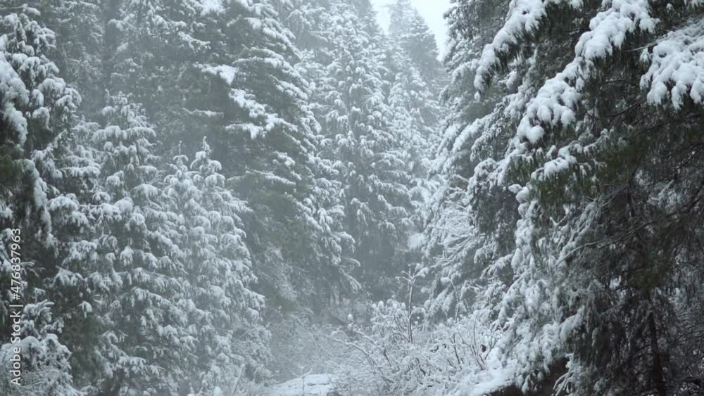 View of the Pine trees in the forest covered by snow during the snowfall in winter at Manali in Himachal Pradesh, India. Snowfall in the forest during the winter. View of the Pine trees in the forest covered by snow during the snowfall in winter at Manali in Himachal Pradesh, India. Snowfall in the forest during the winter.