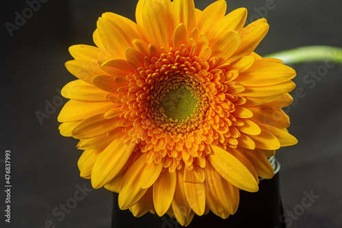 Yellow gerbera flower on a black background close-up