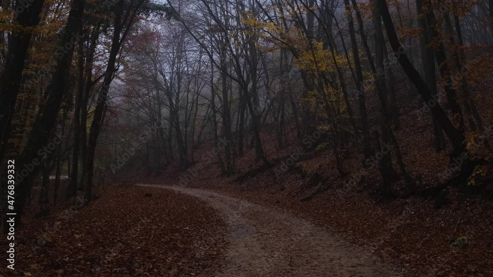 Autumn nature forest landscape in dark cloudy day. beautiful misty wood. Morning fog at beautiful fall season woodland. idea and concept of discovery and adventure
