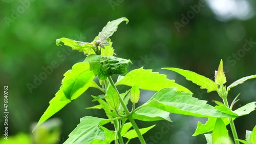 green Chromolaena odorata (minjangan, Siam weed, Christmas bush, devil weed, floss flower, triffid). Weeds green in the nature background. Soil fertility destroyer plants. photo