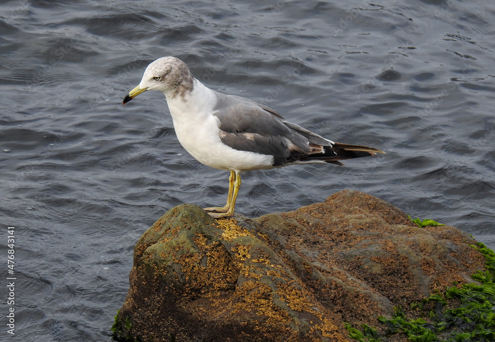 Naklejka premium bird