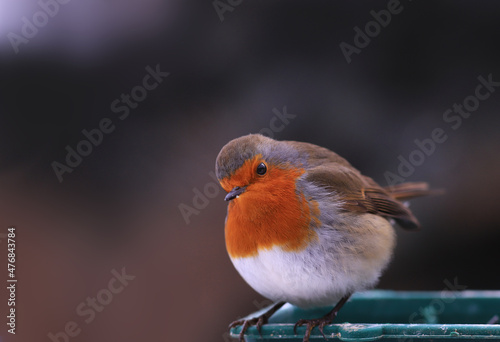 From the series "The Life of robins".  Robin on a cold day, front-side view... © chermit