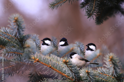 
Three Coal tits and marsh tit on spruce branches.