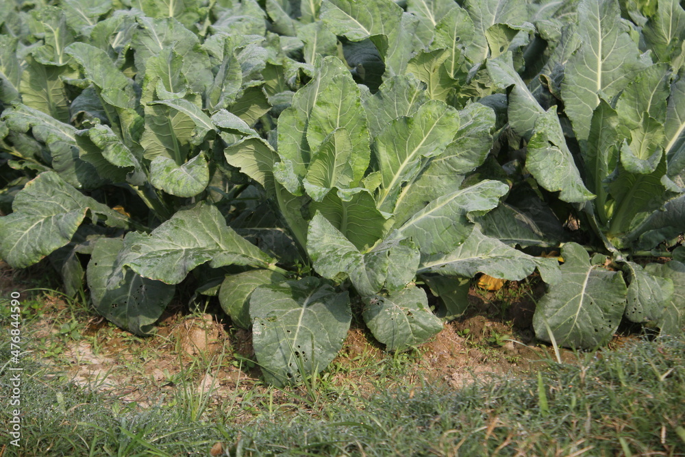 Naklejka premium Green cabbages being cultivated in the field