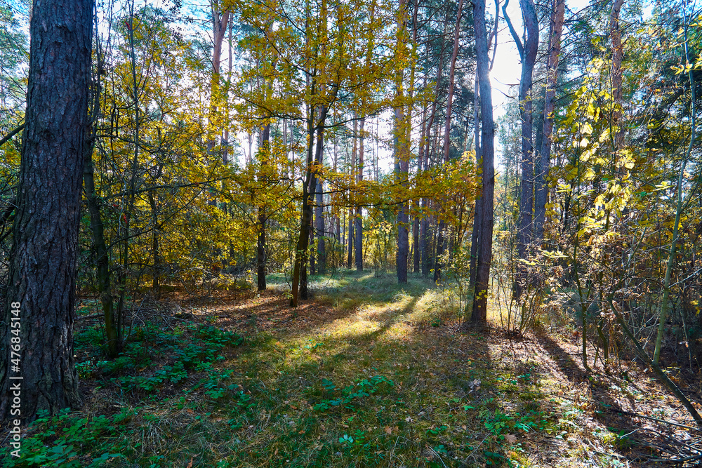 Beautiful summer forest on a sunny day. Beautiful summer forest on a sunny day.