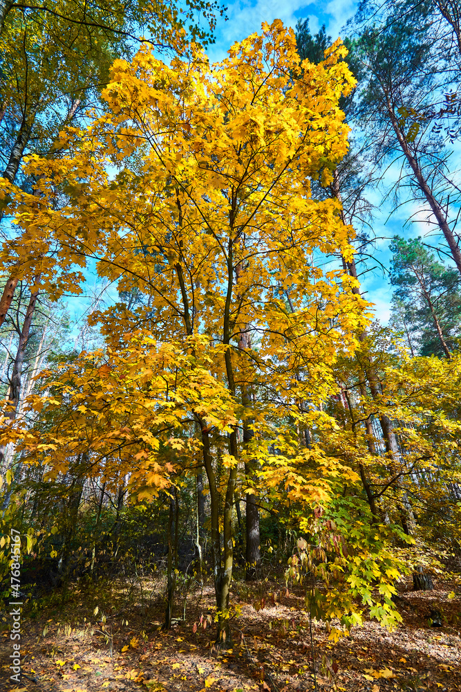 Maple tree in the fall - a beautiful screensaver on your gadget.