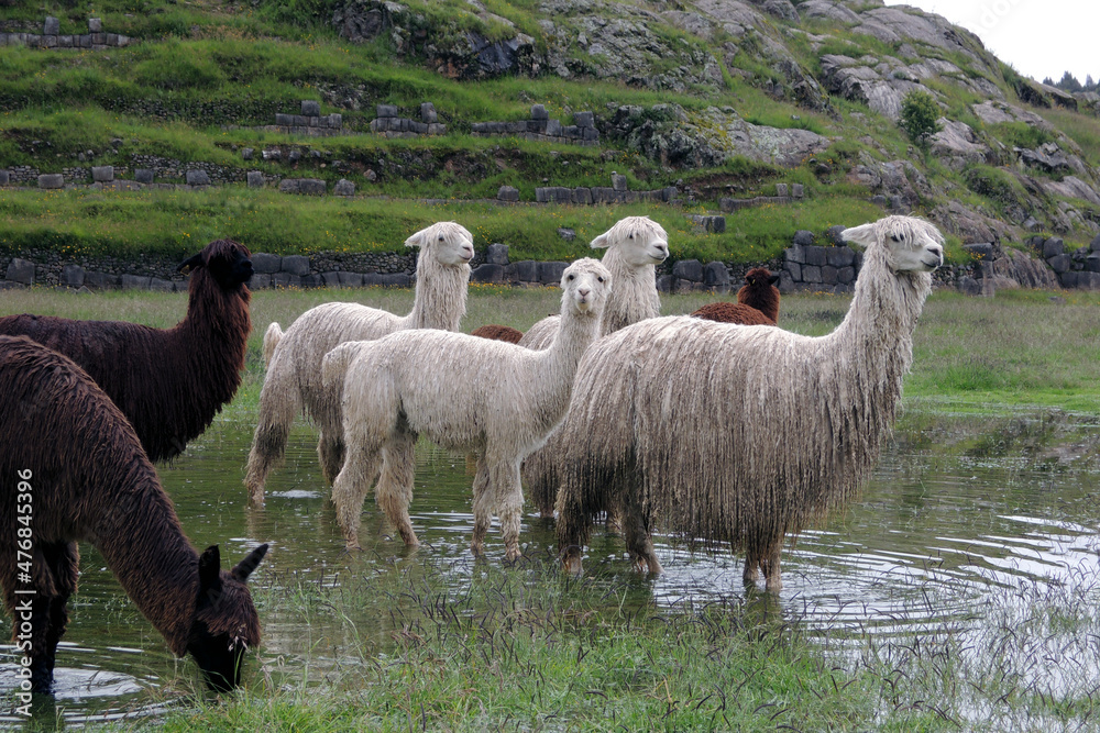 Fototapeta premium クスコで出会ったアルパカ
