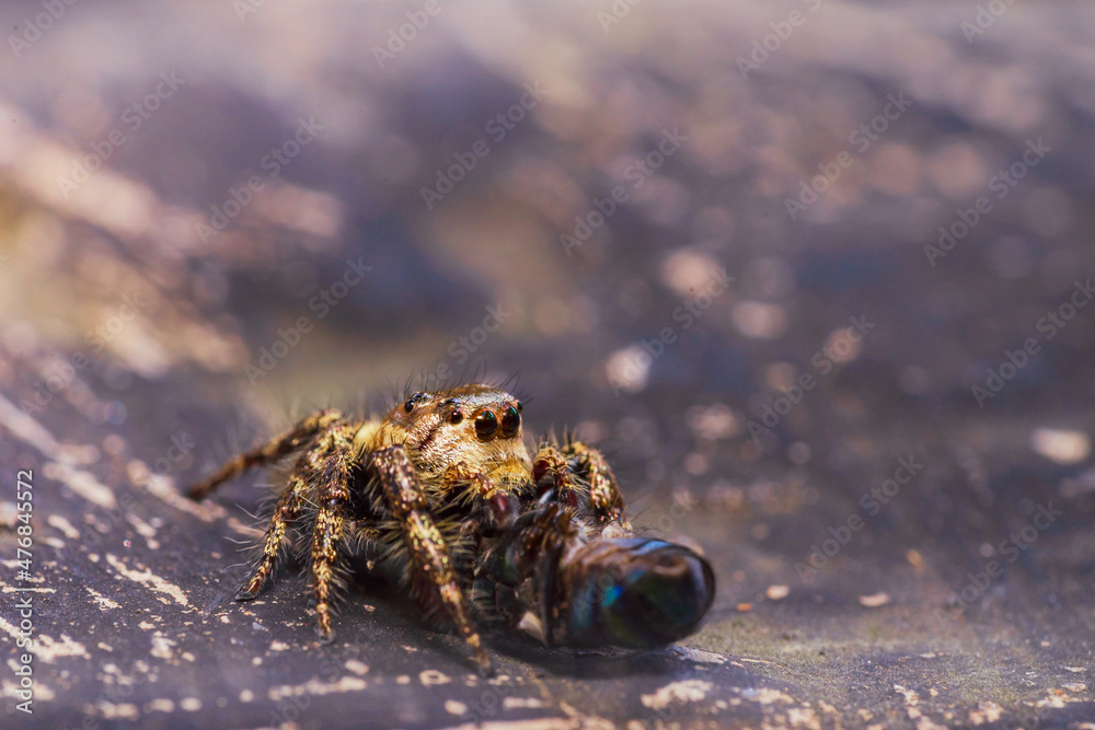 macro closeup on Jumping Spider. This spider is known to eat small insects like grasshoppers, flies, bees as well as other small spiders. macro closeup on Jumping Spider. This spider is known to eat small insects like grasshoppers, flies, bees as well as other small spiders.