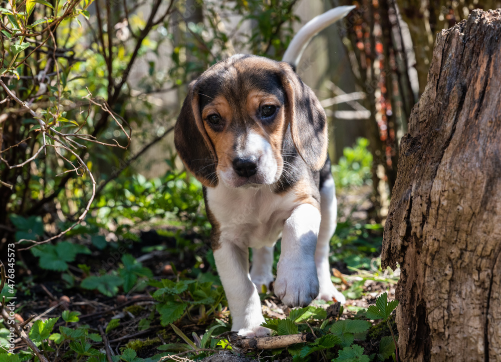 beagle puppy in the garden
