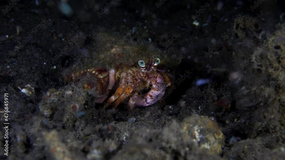 Hermit crab living on the seabed. Underwater night life of Tulamben, Bali, Indonesia. Hermit crab living on the seabed. Underwater night life of Tulamben, Bali, Indonesia.
