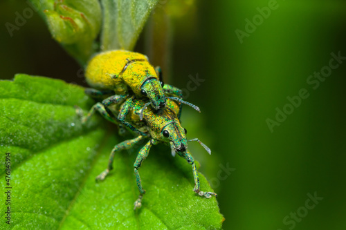 A pair of "Kumbang moncong" or gold-dust weevil (Hypomeces squamosus) the main pest for orchid plant and vegetables in southeast asia mating on green leaf © parianto