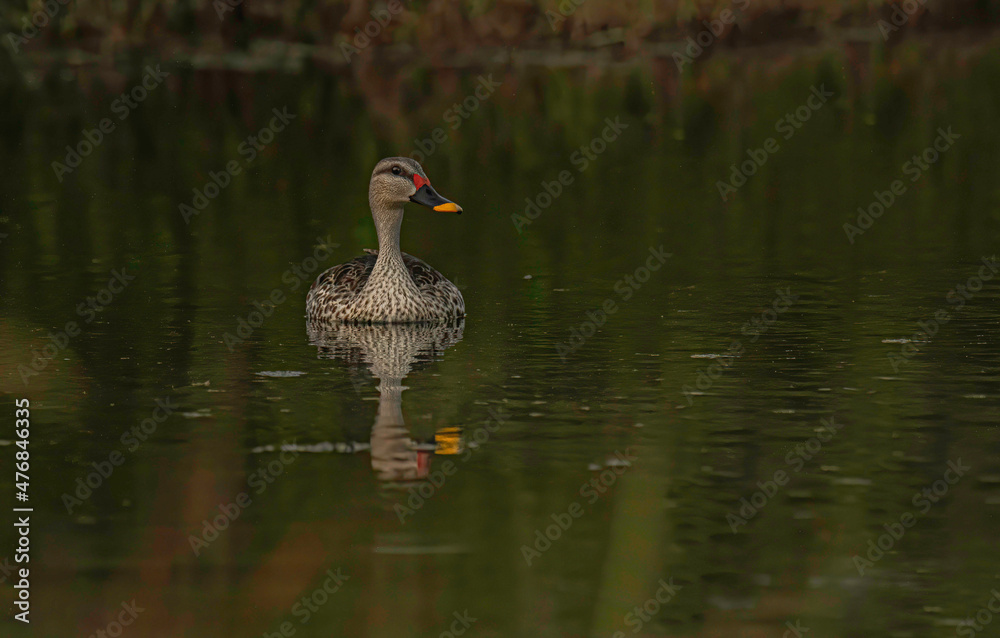 duck in a lake