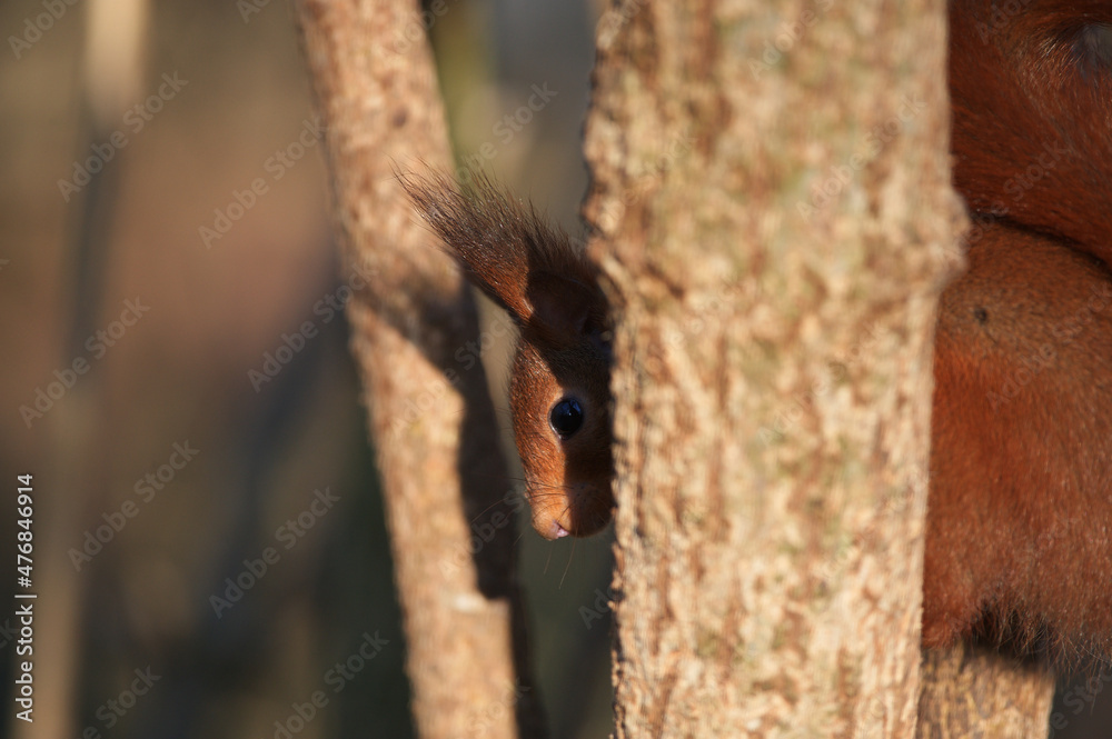 Fototapeta premium Écureuil roux 