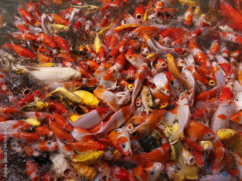 koi carps close up koi carps close up