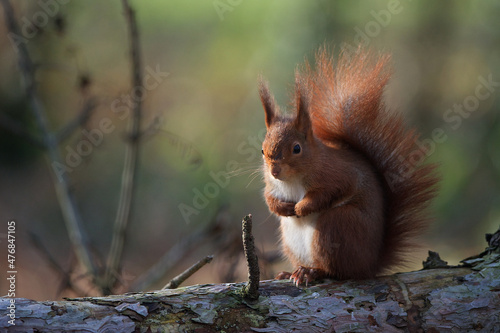Écureuil roux 