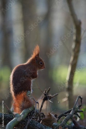 Écureuil roux