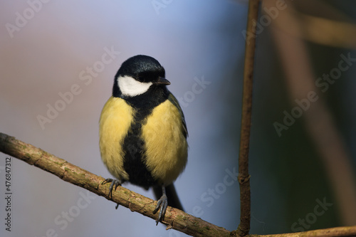 Mésange charbonnière 