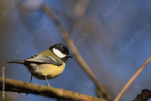 Mésange charbonnière 