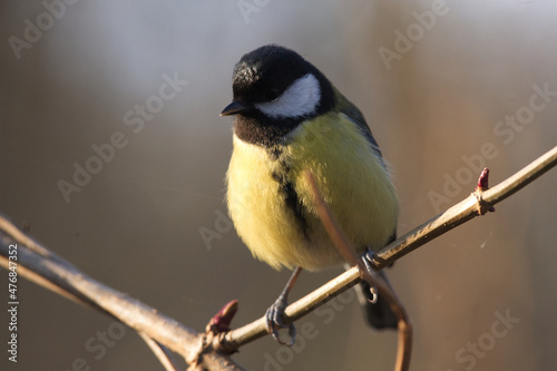 Mésange charbonnière 
