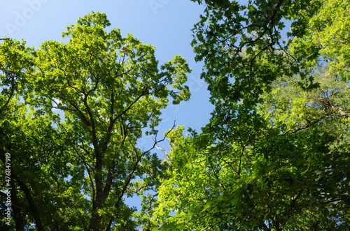 Beautiful green foliage background the blue sky  sunny summer day