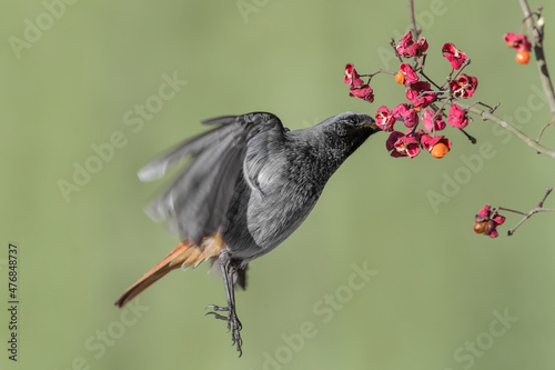 The incredible flycatcher, black redstart male takes a berry in flight (Phoenicurus ochruros) photo