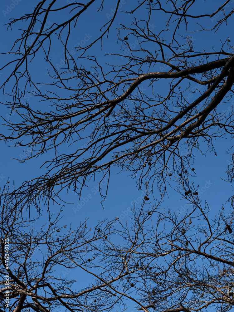 burnt tree branches and blue sky background
