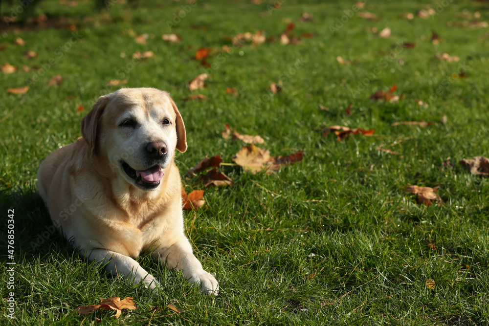 Yellow Labrador lying on green grass outdoors. Space for text Yellow Labrador lying on green grass outdoors. Space for text
