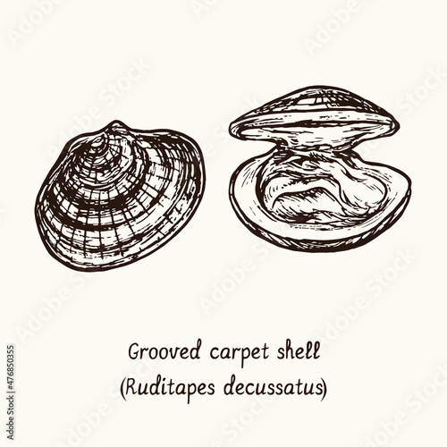 Grooved carpet shell (Ruditapes decussatus) open and closed shall. Ink black and white doodle drawing in woodcut style with inscription.