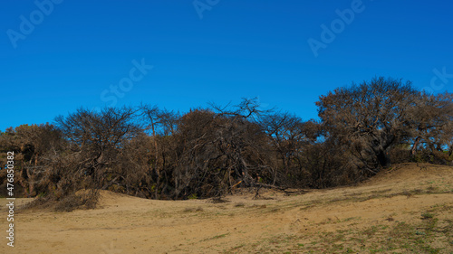 sandy land  trees  and sky background