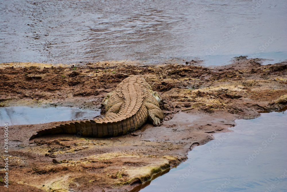 Large Crocodile lying on a river bank in Africa