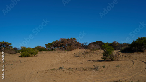 sandy land, trees, and sky background