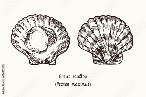 Fototapeta Great scallop (Pecten maximus) open and closed shell