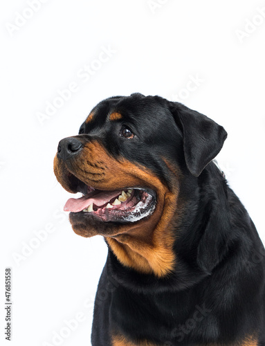 Rottweiler dog on a white background